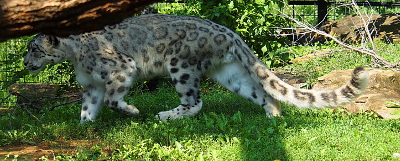 [Leopard walking in the grass. Its tail looks to be as long as the body and head of the animal.]